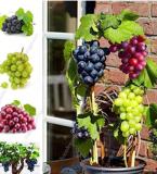 200pcs/bag Grape Bonsai Miniature Grape Vine Bonsai Organic Fruit Tree Succulent Seed Sweet Food Easy to Grow Seed for Garden - (Color: Mix)