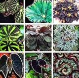 200 flores de begonia bonsái para bonsái, hogar y jardín, flores en maceta, purifican el aire de la oficina, flores de escritorio (color: mezcla)