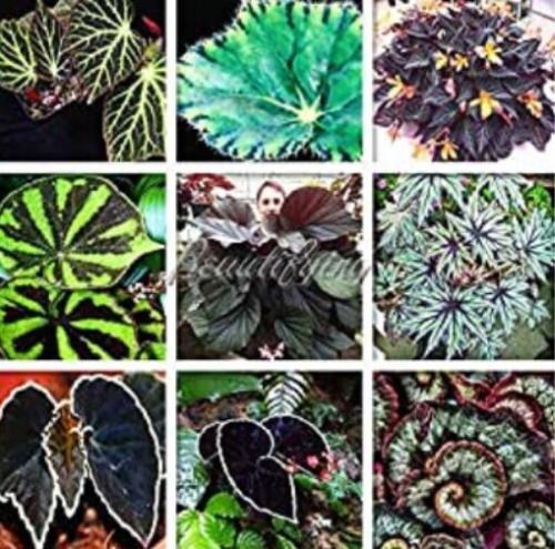 200 flores de begonia bonsái para bonsái, hogar y jardín, flores en maceta, purifican el aire de la oficina, flores de escritorio (color: mezcla)