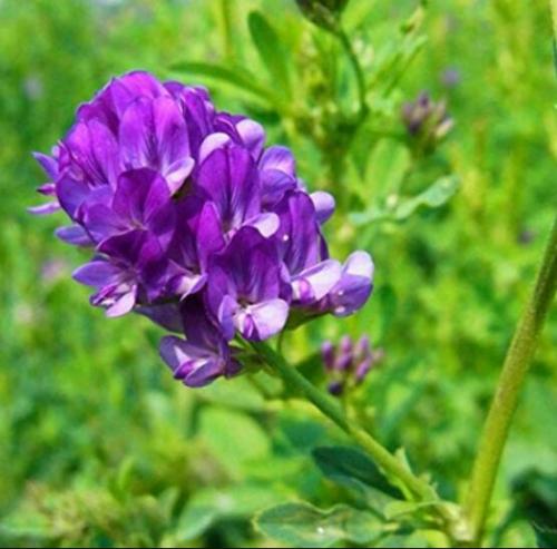 200Pcs/Bag Alfalfa Seeds Perennial Medicago Sativa Seeds Hardy Flowers Forage Seeds for Home Garden Plants
