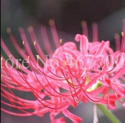 100 unidades/bolsa Bonsai Lycoris flor no Lycoris foco colores mixtos para exterior e interior floración balcón plantación DIY planta en maceta, 16