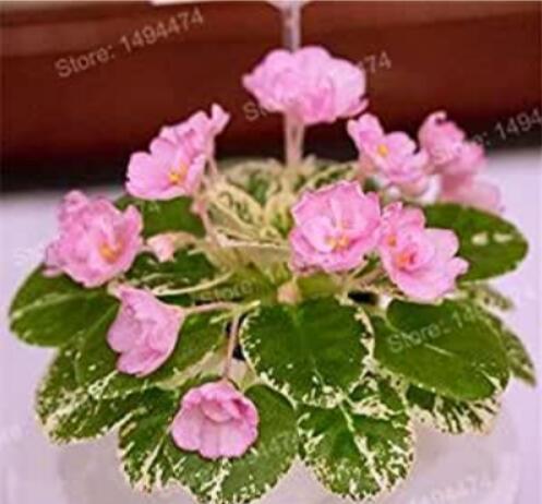 200pcs Mixed Color Mini Violet Plantas,African Violet See ed,Mini Garden Plants Violet Flowers Perennial Herb Matthiola Incana - (Color: Yellow)