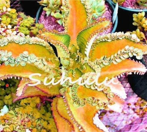 Bonsai Mixed Longevity Flower, Kalanchoe Semente Flor Novel Plants for DIY Home Garden Herb Grass Plants 100 Pcs for Sale - (Color: 8)