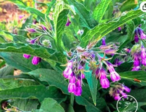 Promotion! 100 Pieces/Pack Certified Organic True Comfrey Bonsai,Non GMO, Certified Organic Heirloom Garden Packet