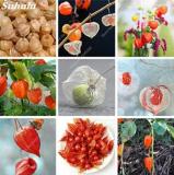 500 pcs/Bag Sweet Tasty Physalis Juicy Fruit Golden Berry Séed Chinese Latern Garden Plant Gooseberry de Flore - (Color: 100pcs Gooseberry)