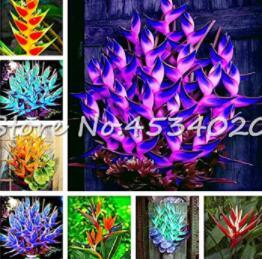 100 Pcs Heliconia Seed Bonsai,Perennial Flower Seed, Semillas de Seedas Raras, Natural Growth for Home Garden - (Color: Mixed)