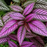 Coleus Flower Seeds 100Pcs/Bag Bonsai Rare Blumei Seeds For Home Garden Decoration Indoor Plants Coleus Boleus Seeds