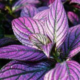 Coleus Flower Seeds 100Pcs/Bag Bonsai Rare Blumei Seeds For Home Garden Decoration Indoor Plants Coleus Boleus Seeds