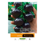 200PCS Black Pearl Tomato Seeds Black Tomato Cherry Seeds Vegetable Seeds - Original Pack