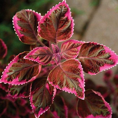 100PCS Coleus Flower Seeds Rose Pinkish Reish Brown Colors
