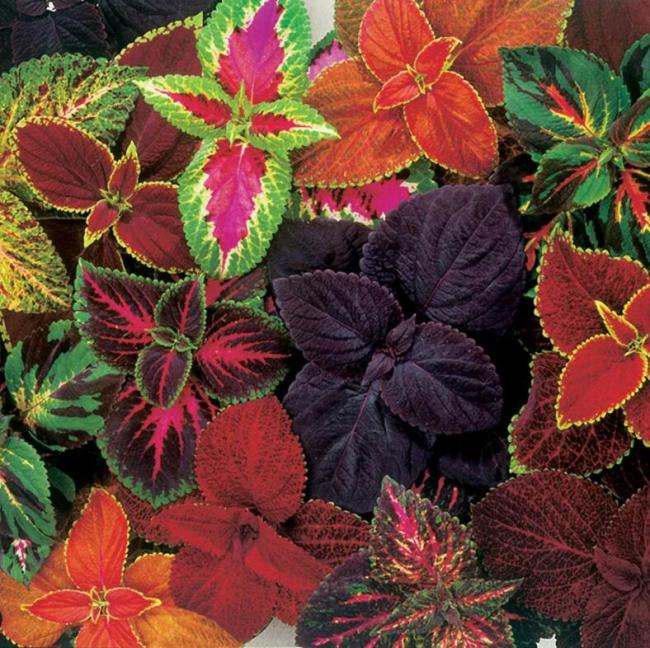 100PCS Mixed Coleus Flower Seeds Colorful
