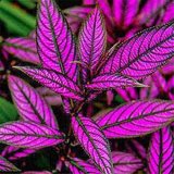 Coleus Flower Seeds 100Pcs/Bag Bonsai Rare Blumei Seeds For Home Garden Decoration Indoor Plants Coleus Boleus Seeds