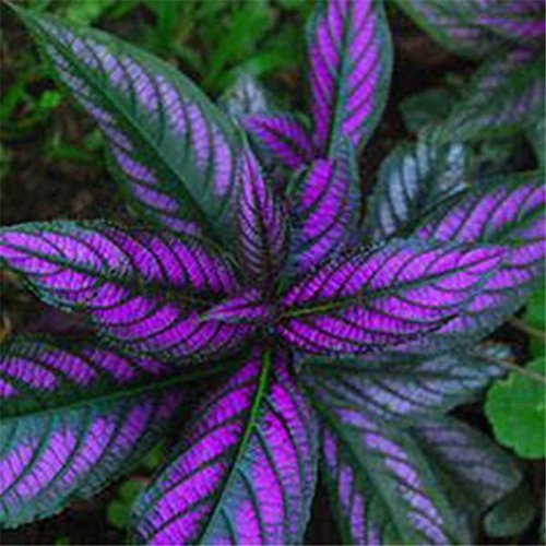 Coleus Flower Seeds 100Pcs/Bag Bonsai Rare Blumei Seeds For Home Garden Decoration Indoor Plants Coleus Boleus Seeds