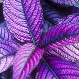 Coleus Flower Seeds 100Pcs/Bag Bonsai Rare Blumei Seeds For Home Garden Decoration Indoor Plants Coleus Boleus Seeds