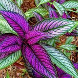 Coleus Flower Seeds 100Pcs/Bag Bonsai Rare Blumei Seeds For Home Garden Decoration Indoor Plants Coleus Boleus Seeds