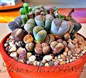 100 Pcs Rare Succulents Bonsai Mix Plant Lithops Flowers Cactus Garden Plants Garden Decoration (Color: Black)