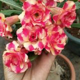 2PCS Rose Pink and Yellow Bicolor Desert Rose Seeds Double Flowers Adenium Garden Plants