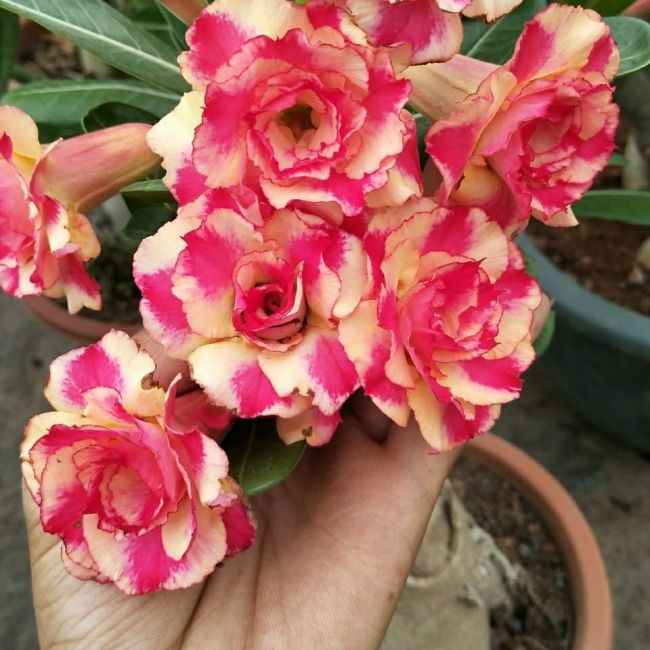 2PCS Rose Pink and Yellow Bicolor Desert Rose Seeds Double Flowers Adenium Garden Plants