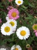 Erigeron Karvinskianus 200 Seeds Seeds Santa Barbara Daisy