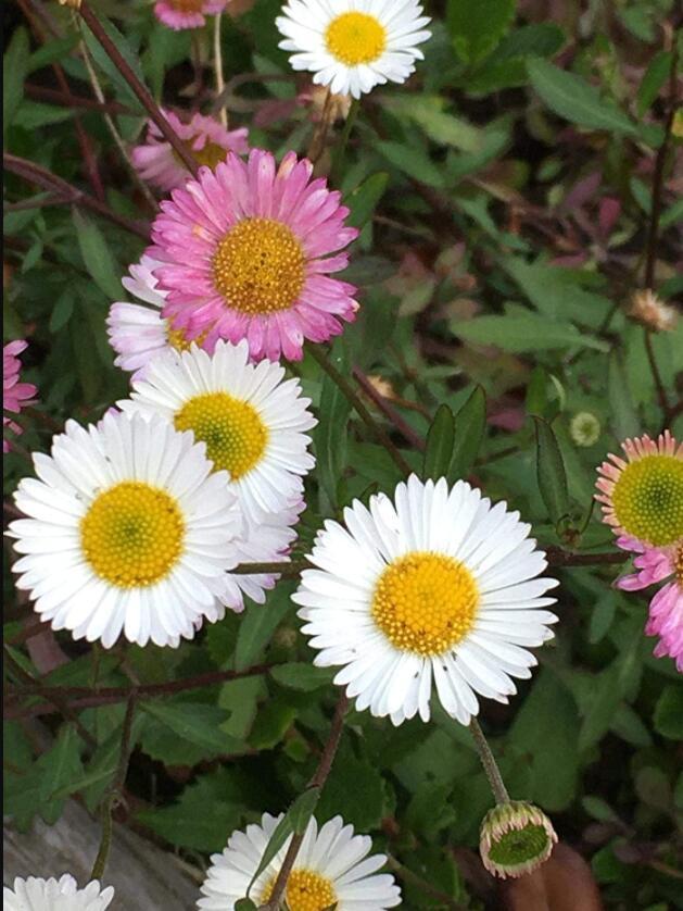 Erigeron Karvinskianus 200 Seeds Seeds Santa Barbara Daisy