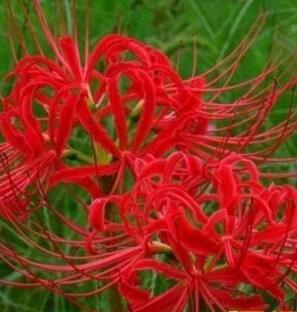 100 Pcs Lycoris Bonsai Flower Seeds Perennial Flower Planting Bonsai Indoor Flower Pot for Garden Home Easy to Grow - (Color: 1)
