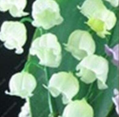 100 pcs/Bag Exotic Lily Valley Flower Perennial Balcony Bonsai Potted Climbing Bell Orchid Plant Seedsfor Home Garden Planting - (Color: 6)