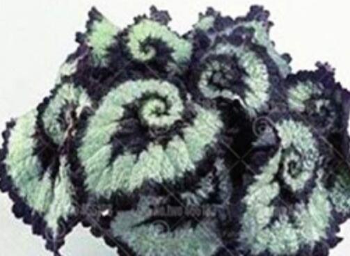 100 Pcs Rare Begonia Bonsai Begonia Perennial Flowers Beautiful Potted Foliage Flowers for Home Garden Flower Bonsai - (Color: 1)