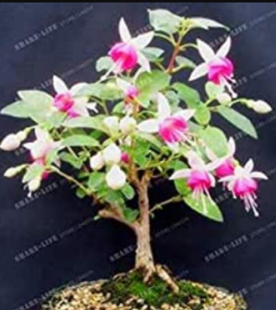 100PCS Purple Double Petals Fuchsia Clerodendrum Thomsonae Balf Bonsai Potted Flower Bonsai Potted Plants Hanging Fuchsia Flower