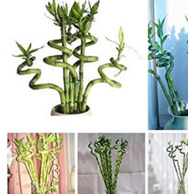 50 Pcs/Bag Exotic Bamboo Lucky Tree Moso Bambu Plant for Home Garden Decoration Perennial Potted Plants for Flower Pots - (Color : 50)