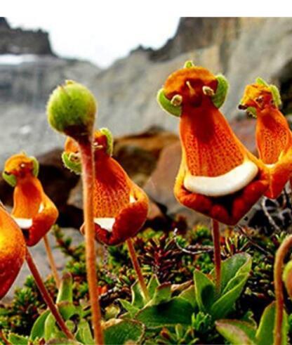 30Pcs/Pack Calceolaria Uniflora Flower Seeds Rare Alpine Vegetation Seeds