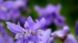 100 pcs/bag colorful iris bonsai flowers heirloom malan tectorum perennial plant for home garden decoration easy to grow,
