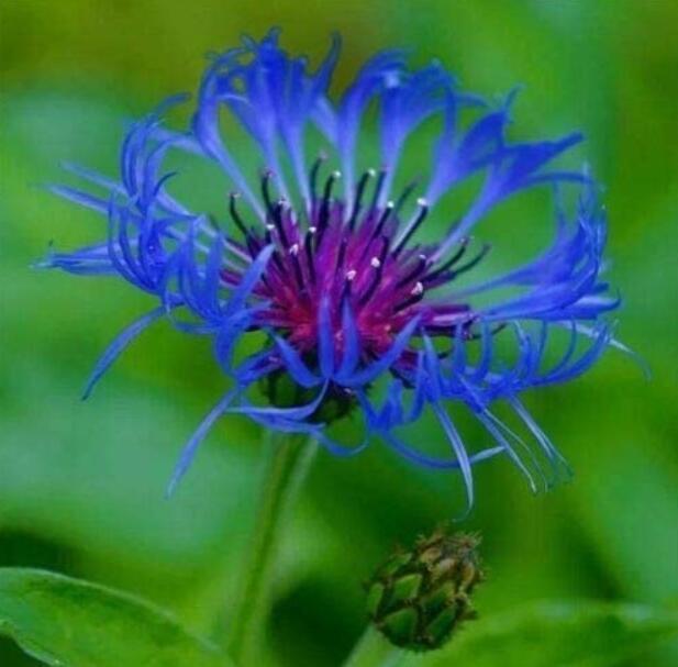 Bee Balm Seeds 200 Seeds Rare Perennial Blue Flower Easy to Seasons, Meaningful Gift.