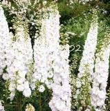 100 Pcs Bonsai Delphinium Seedling Muti-Color Delphinium Consolida Organic Japan Beautiful Giant Room Flowers Garden Hardy Plant