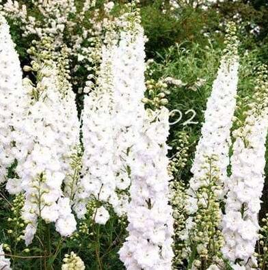 100 Pcs Bonsai Delphinium Seedling Muti-Color Delphinium Consolida Organic Japan Beautiful Giant Room Flowers Garden Hardy Plant
