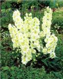 100 Pcs Bonsai Delphinium Seedling Muti-Color Delphinium Consolida Organic Japan Beautiful Giant Room Flowers Garden Hardy Plant