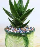 50 Pcs Green Aloe Vera Plants Edible Beauty Edible Cosmetic Vegetables and Fruit Seed Herb Tree Plants for Home & Garden - (Color: 5)
