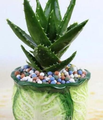 50 Pcs Green Aloe Vera Plants Edible Beauty Edible Cosmetic Vegetables and Fruit Seed Herb Tree Plants for Home & Garden - (Color: 5)