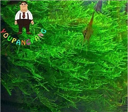 1000pcs Rare Aquarium Planter Java Moss Grass Bonsai Raros Gifts Plants Aquario Fish Tank Aquatic for Home Garden - (Color: 2)