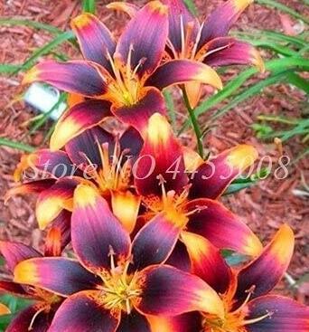 100 Pcs/Bag Real Amaryllis Flowers Not Bulbs Seed Flower Hippeastrum For Home & Garden Barbados Lily Pot - (Color: 11)