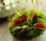 100 Pcs/Pack Seeds 100 Pcs Giant Dionaea Muscipula Carnivorous Plants Fly Clip Se Eed for Garden - (Color: Multicolor)