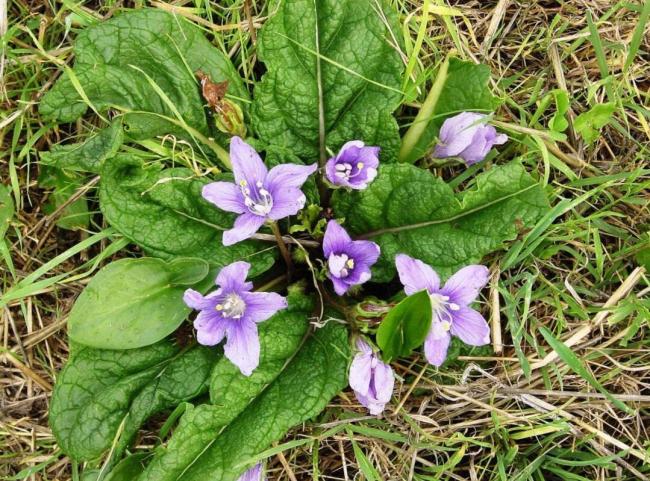 10 Seeds The Mandrake Mandragora Officinarum Mandrake Root