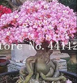 100% Desert Rose Verde Verde Ornamental Plants Balcony Ver ed Potted Flowers Ver ed Adenium Obesum Ver ed - 1 Particles/Lot - (Color: 6)