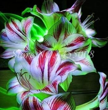 100 Pcs/Bag Real Amaryllis Flowers Not Bulbs Seed Flower Hippeastrum For Home & Garden Barbados Lily Pot - (Color: 9)
