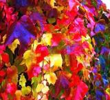 100Pcs/Pack Boston Ivy Seeds Garden Climbing Creeper Plants Outdoor Wall Decor Plants