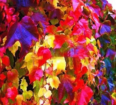 100Pcs/Pack Boston Ivy Seeds Garden Climbing Creeper Plants Outdoor Wall Decor Plants