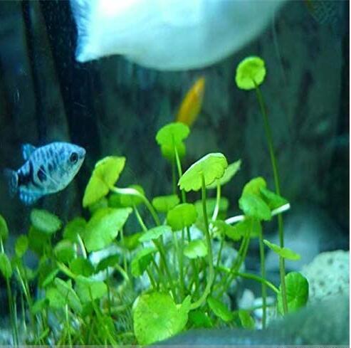500pcs Aquarium Plants Bonsai Grass Water Aquatic Plant Garden Indoor Ornamental Plant Grass Flores for Home Fish Tank - (Color: 1)