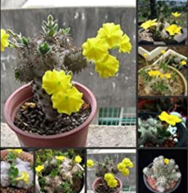 100pcs Fresh Real Pachypodium brevicaule - Huibixiuxiao - Succulent Plant Semillas sementes