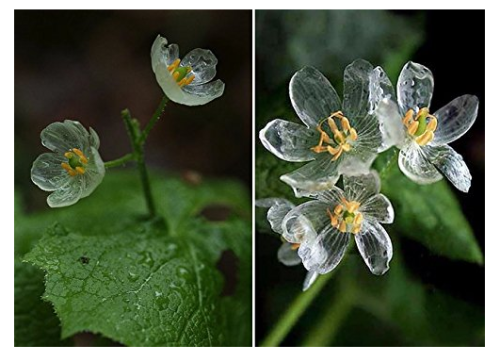 Heirloom Skeleton Flowers Seeds 200 Seeds Astilboides tabularis Bonsai Rare Exotic.