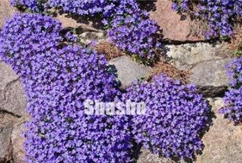 100Pcs Aubrieta Cultorum Bonsai Rare Purple Ground Cover Rock Cress Flower Bonsai Home Garden Seed Perennial Ground Cover Seed - (Color: 7)