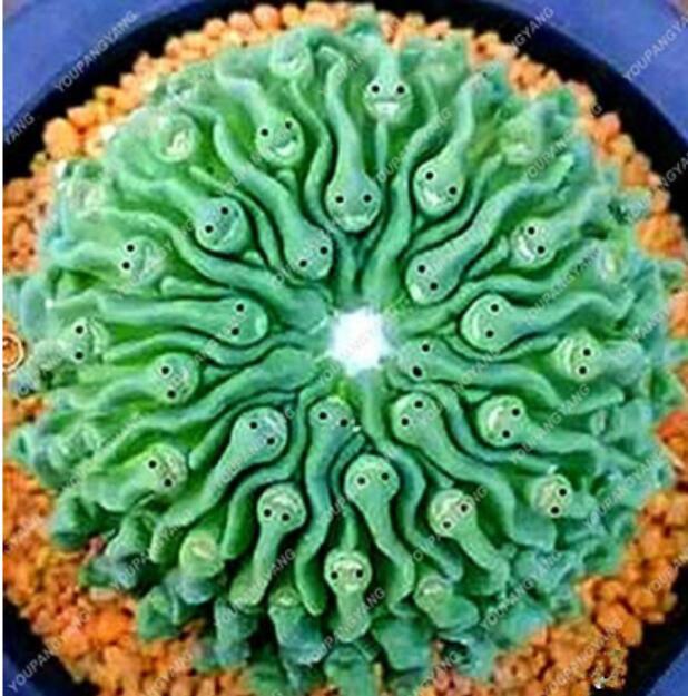 100 Rare Lithops Plants 24 Kinds of Cactus Plants Organic Succulents Bonsai Balcony Flower Planting (Color: Red)